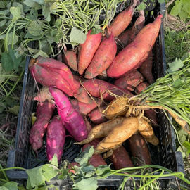 Orange Fleshed Sweet Potatoes